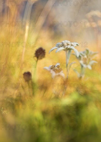 Edelweiss (Leontopodium nivale)