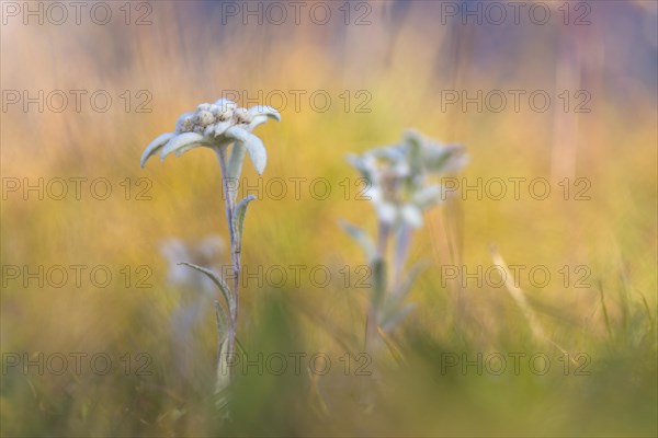 Edelweiss (Leontopodium nivale)