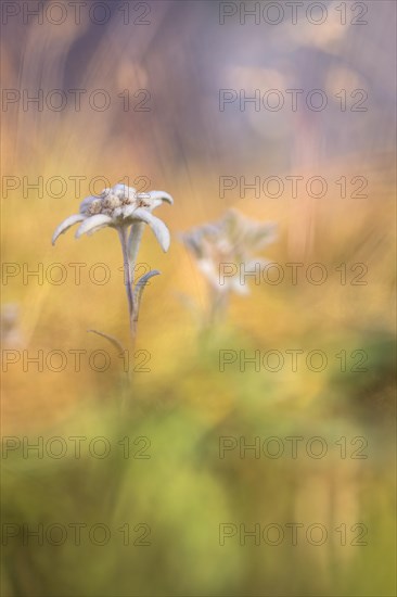 Edelweiss (Leontopodium nivale)