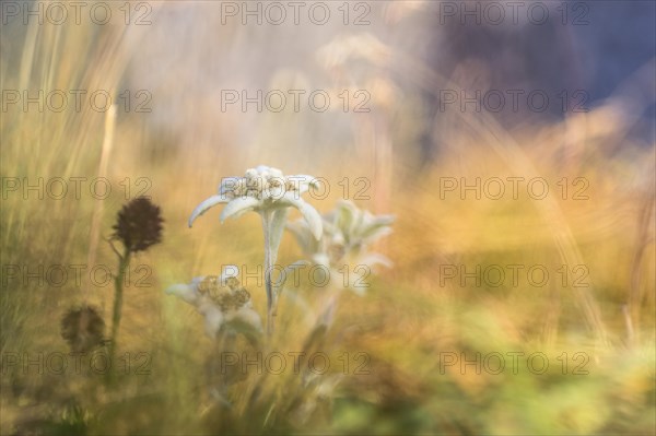 Edelweiss (Leontopodium nivale)