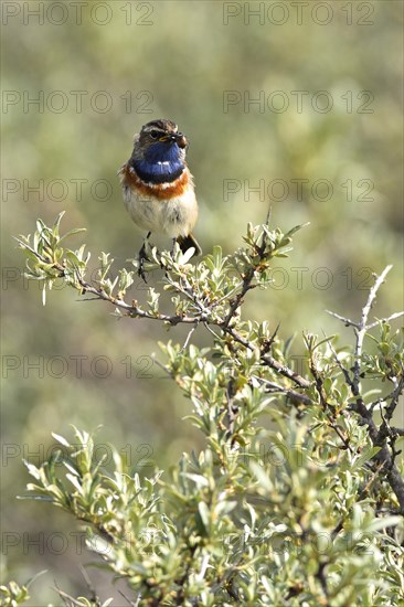 Bluethroat (Cyanosylvia svecica) with beetle in its beak