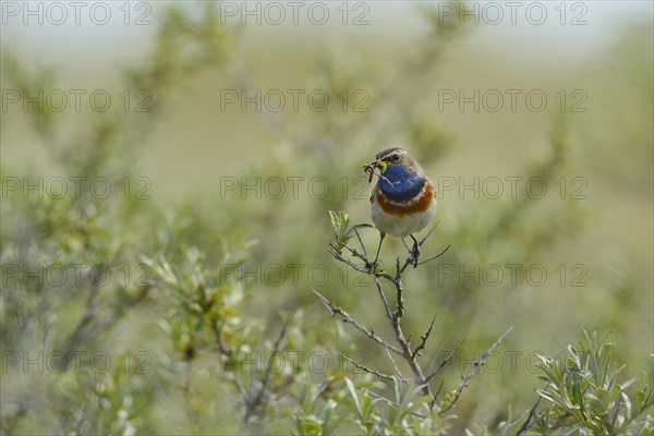 Bluethroat (Cyanosylvia svecica) with caterpillar in its beak