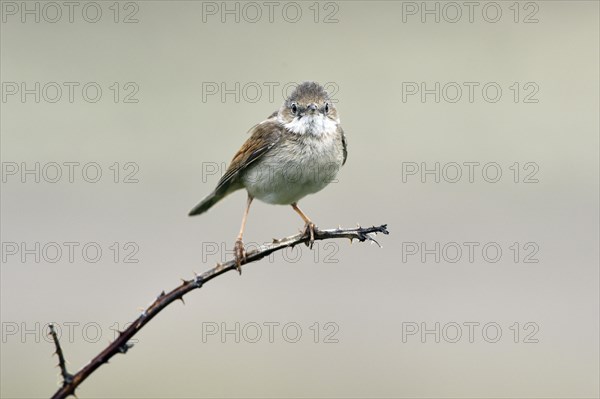 Common whitethroat (Sylvia communis) perched on a twig