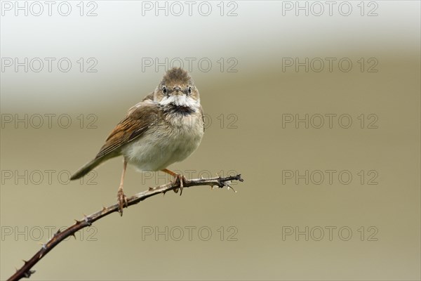 Common whitethroat (Sylvia communis) perched on a twig