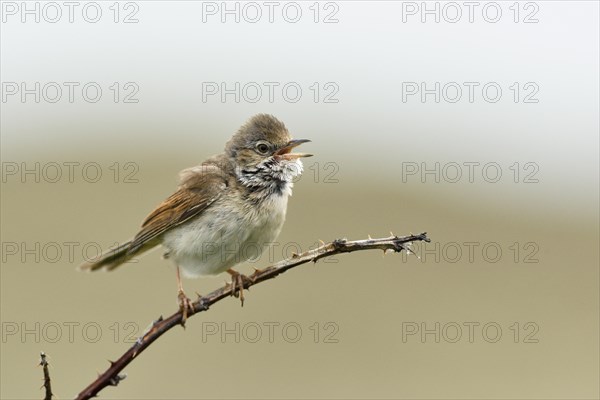 Common whitethroat (Sylvia communis) perched on a twig