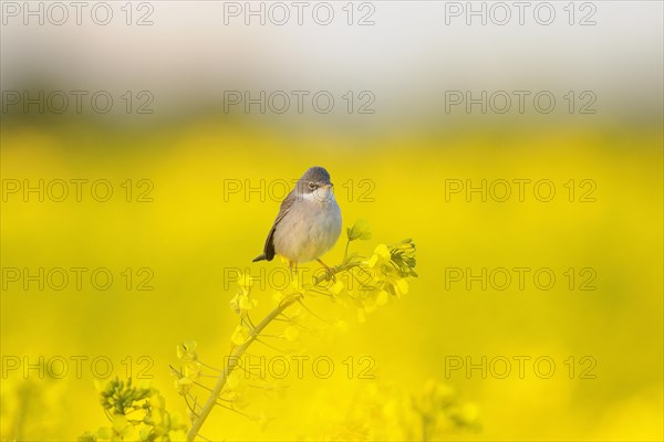 Common whitethroat (Sylvia communis) perched on a canola flower twig