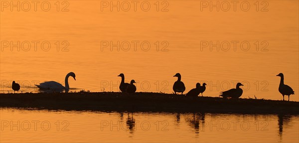 Greylag geese (Anser anser) and Mute Swan (Cygnus olor) on a lake at sunrise