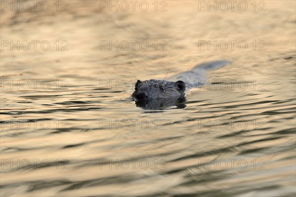 Swimming beaver (Castor fiber) in the morning light