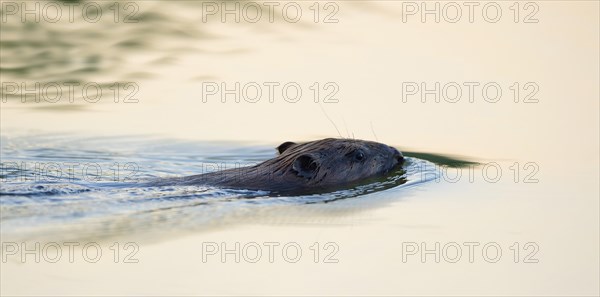 Swimming beaver (Castor fiber) in the morning light