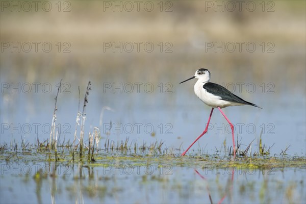 Black-winged Stilt (Himantopus himantopus)