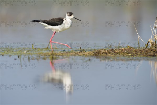 Black-winged Stilt (Himantopus himantopus)