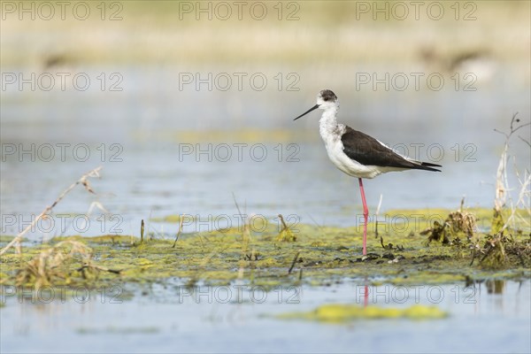 Black-winged Stilt (Himantopus himantopus)