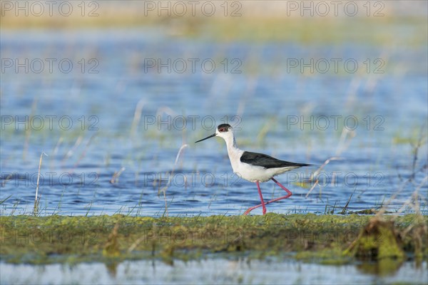 Black-winged Stilt (Himantopus himantopus)