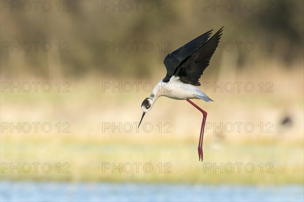 Black-winged Stilt (Himantopus himantopus) in flight