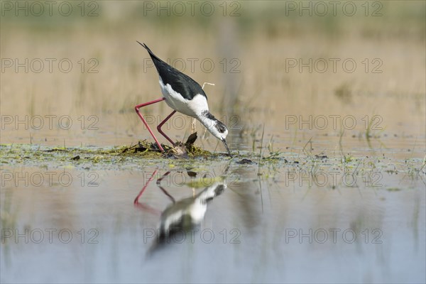 Black-winged Stilt (Himantopus himantopus) building a nest