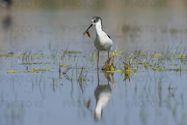 Black-winged Stilt (Himantopus himantopus) with nesting material