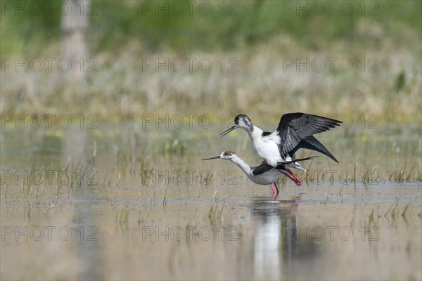 Black-winged Stilts (Himantopus himantopus) copulating