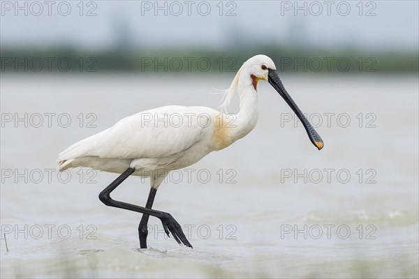 Spoonbill (Platalea leucorodia)