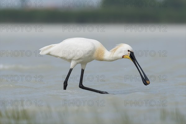 Spoonbill (Platalea leucorodia)