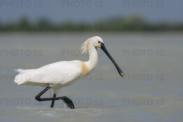 Spoonbill (Platalea leucorodia)