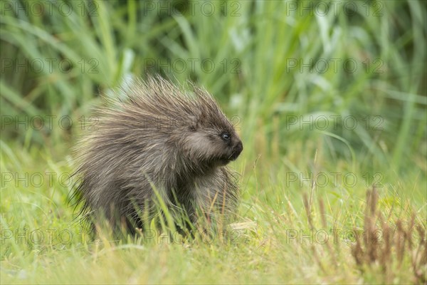 North American Porcupine (Erethizon dorsatum)