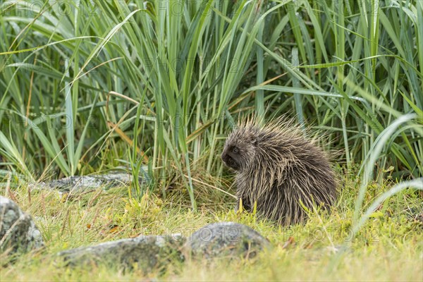 North American Porcupine (Erethizon dorsatum)