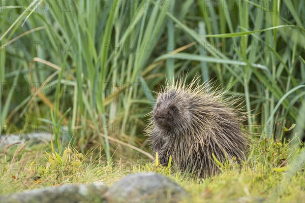 North American Porcupine (Erethizon dorsatum)