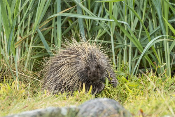 North American Porcupine (Erethizon dorsatum)