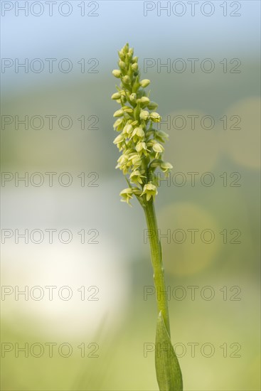 Small white orchid (Pseudorchis albida) in a meadow