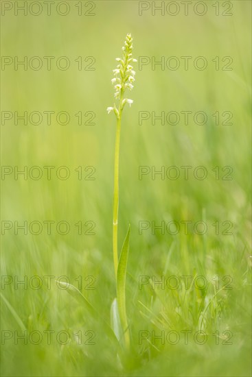 Small white orchid (Pseudorchis albida) in a meadow