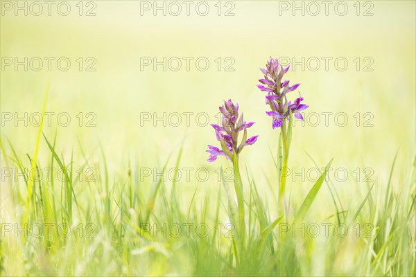 Western marsh orchid (Dactylorhiza majalis)