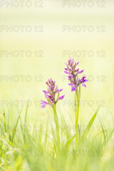 Western marsh orchid (Dactylorhiza majalis)