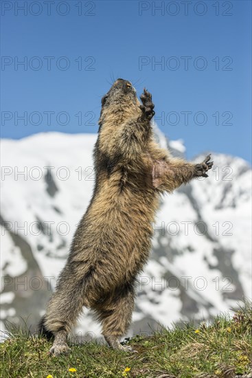 Alpine marmot (Marmota marmota) standing in front of Grossglockner