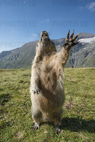 Alpine marmot (Marmota marmota)