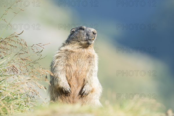 Alpine marmot (Marmota marmota)