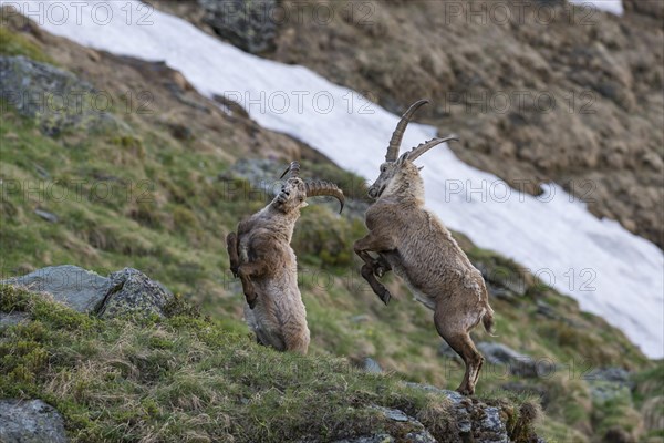 Alpine ibex (Capra ibex)