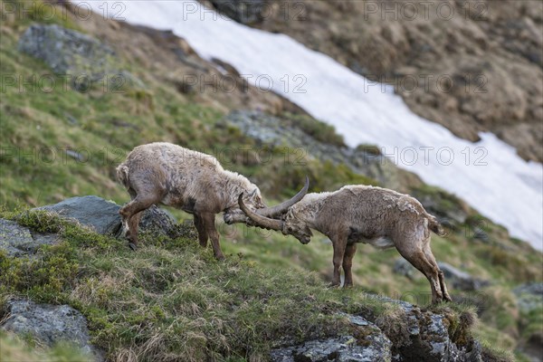 Alpine ibex (Capra ibex)