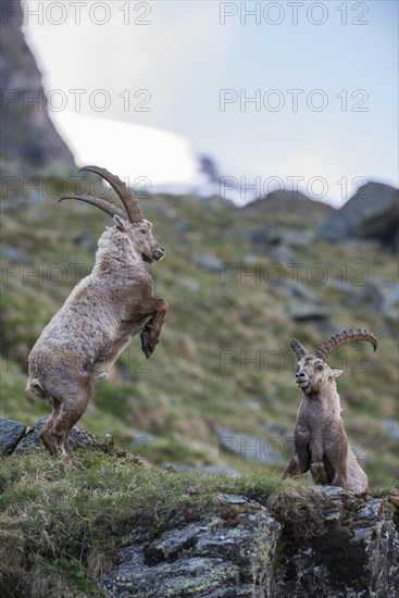 Alpine ibex (Capra ibex)