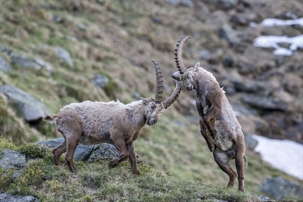 Alpine ibex (Capra ibex)