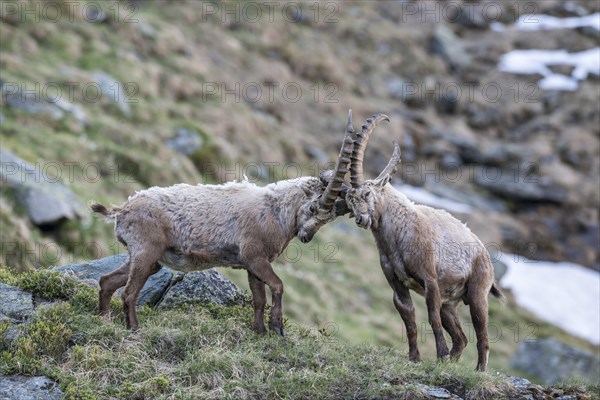 Alpine ibex (Capra ibex)