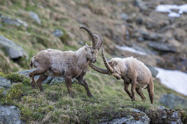 Alpine ibex (Capra ibex)