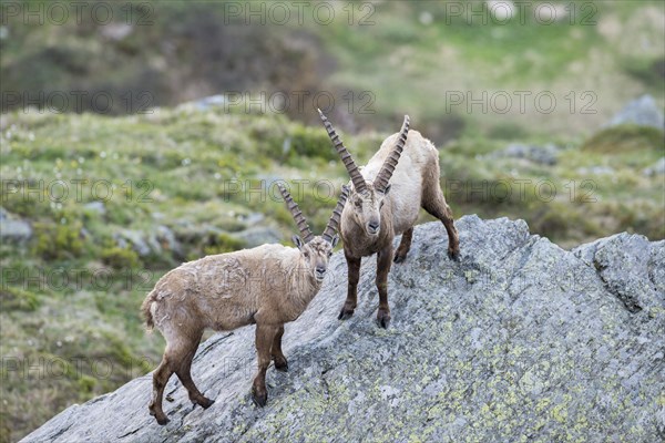 Alpine ibex (Capra ibex)