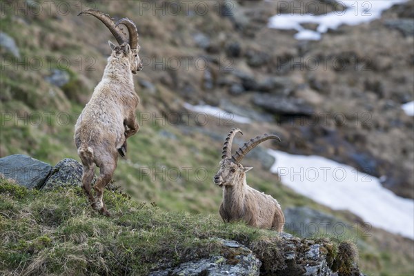 Alpine ibex (Capra ibex)