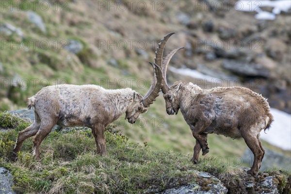 Alpine ibex (Capra ibex)