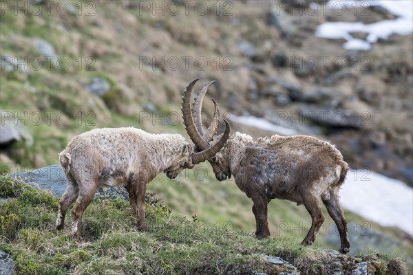 Alpine ibex (Capra ibex)