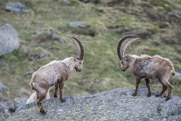 Alpine ibex (Capra ibex)