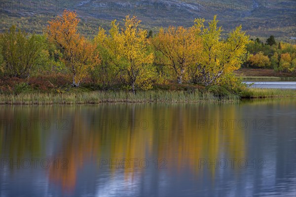 Reflection of autumnal dwarf birch (Betula nana)