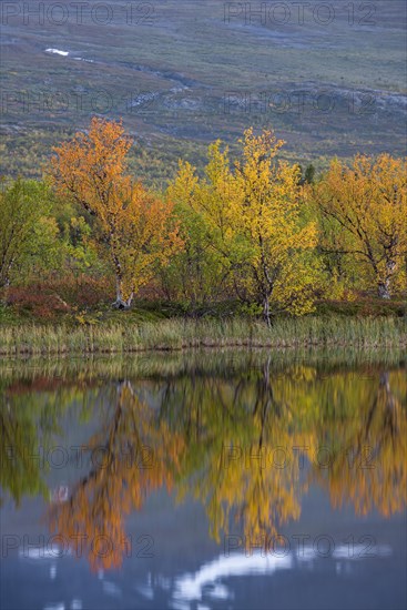 Reflection of autumnal dwarf birch (Betula nana)