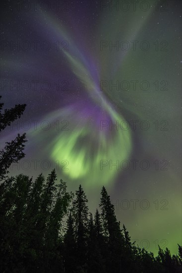 Northern Lights or Aurora Borealis over trees