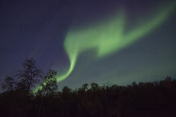 Northern Lights or Aurora Borealis over trees